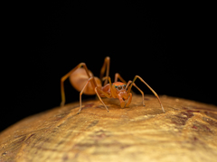 Myrmaplata plataleoides