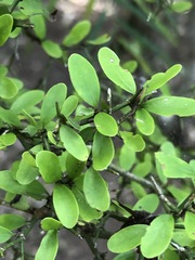 Everistia vacciniifolia nervosa