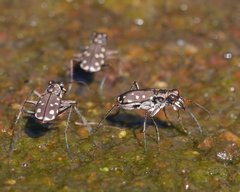 Cicindela sedecimpunctata