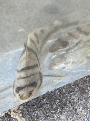 Menticirrhus saxatilis