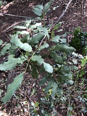 Cupaniopsis tomentella