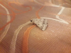 Pandesma robusta
