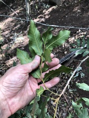 Cupaniopsis tomentella