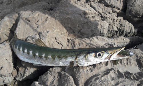 Yellowmouth Barracuda