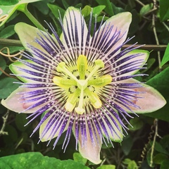 Passiflora alata × caerulea