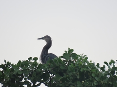 Ardea sumatrana