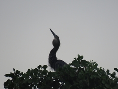 Ardea sumatrana
