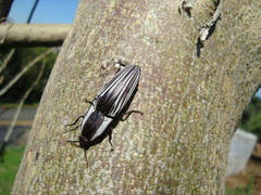 Chalcolepidius approximatus