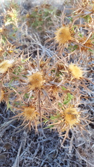 Carlina corymbosa