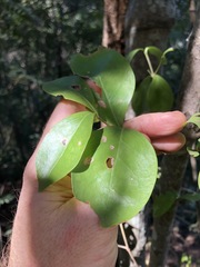 Cyclophyllum coprosmoides