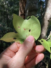Cyclophyllum coprosmoides
