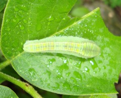 Protographium epidaus fenochionis