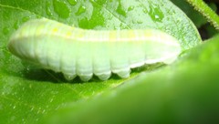 Protographium epidaus fenochionis