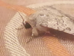 Pandesma robusta