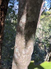 Cyclophyllum coprosmoides