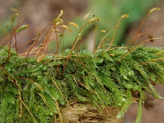 Herzogiella seligeri