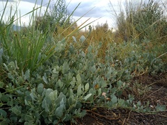 Atriplex verrucifera