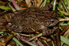 Vandijkophrynus angusticeps