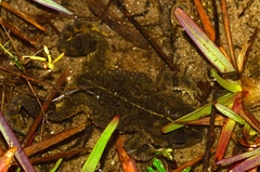 Vandijkophrynus angusticeps