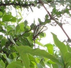 Protographium epidaus fenochionis