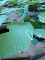 Stigmella ulmivora