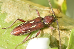 Ambonus distinctus