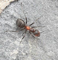 Formica pratensis