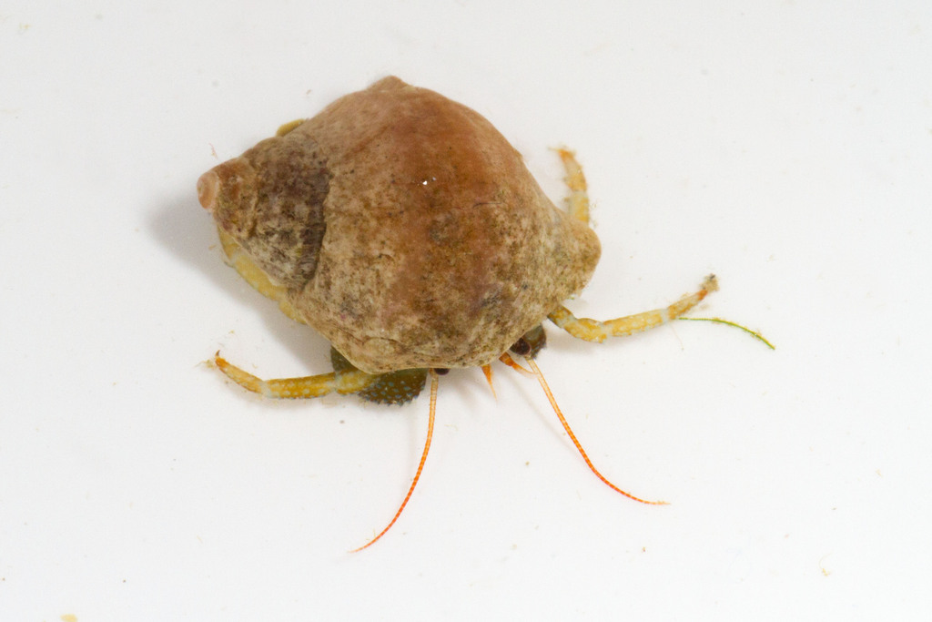 Grainy Hermit Crab (Multi-Agency Rocky Intertidal Network ) · iNaturalist