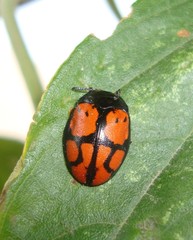 Ogdoecosta biannularis