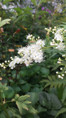 Filipendula ulmaria