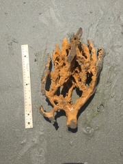 Axinella polycapella