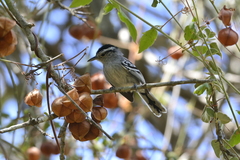 Herpsilochmus atricapillus