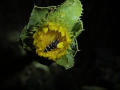 Acmaeodera macra