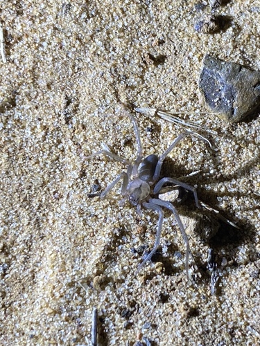 Brown Recluse photographed in Ohio