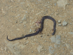 Atractus