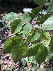 Callicarpa pedunculata