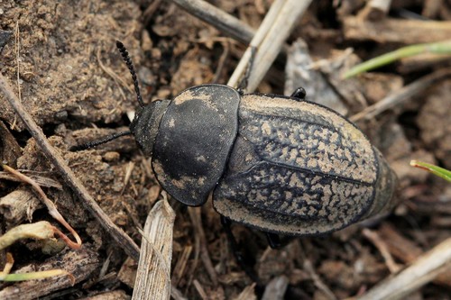 Aclypea undata
