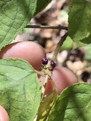 Callicarpa pedunculata