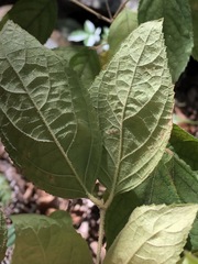 Callicarpa pedunculata