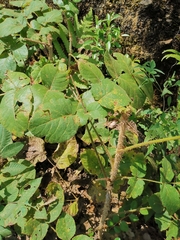 Aralia chinensis