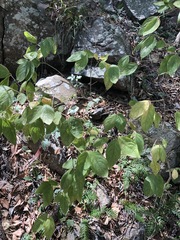Callicarpa pedunculata