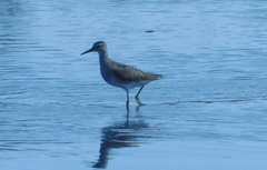 Tringa glareola