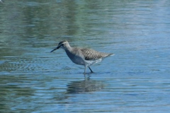 Tringa glareola