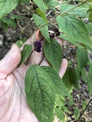 Callicarpa pedunculata