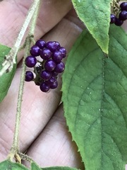 Callicarpa pedunculata