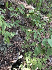 Callicarpa pedunculata