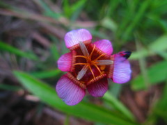 Tigridia multiflora