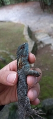 Sceloporus torquatus binocularis