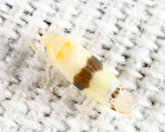 Empoa gillettei