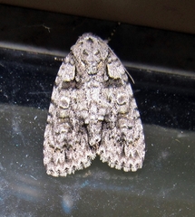 Acronicta modica